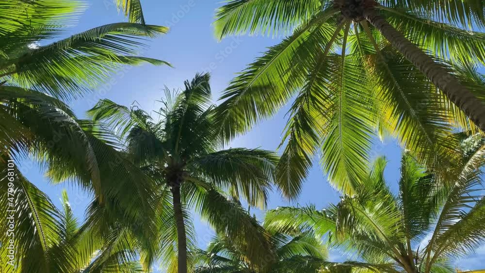 Palm trees are one of the symbols of the Dominican Republic. Palm trees are ornamental plants, and the fruits of coconut and banana palms are an important food product. Palm trees are one of the symbols of the Dominican Republic. Palm trees are ornamental plants, and the fruits of coconut and banana palms are an important food product.