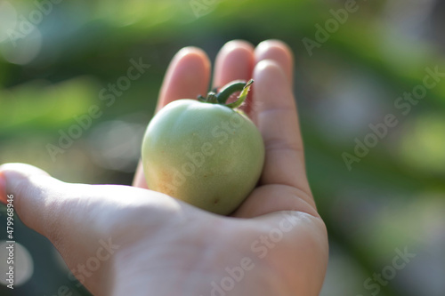 hand holding green tomatoes.