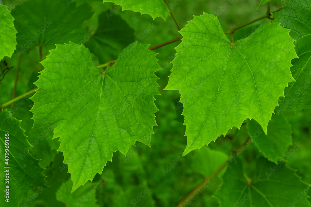 Fresh green leaves of vine or grape growing in the garden. Fresh green leaves of vine or grape growing in the garden.