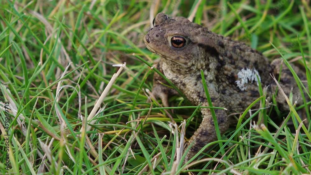 Common toad (Bufo bufo) sits on meadow and jumps away Common toad (Bufo bufo) sits on meadow and jumps away
