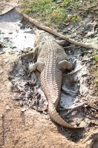 Crocodile Resting in Zoo Thailand