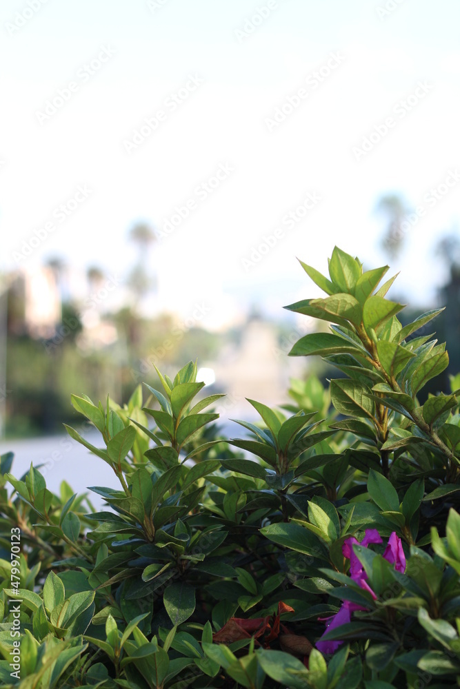 Obraz premium leaves in the morning