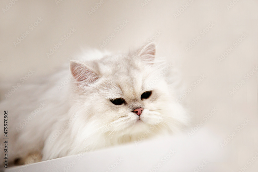 A British, white cat lies on a light background. Portrait of a fluffy cat. The pet is resting.
