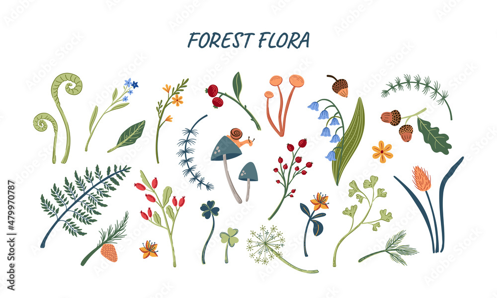 Forest flora big set of hand drawn plants, mushrooms and leaves vector illustration. Woodland botany isolated objects