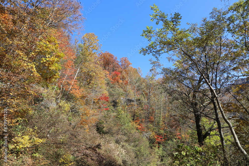 白山登山口・別当出合の紅葉(石川県白山市) 白山登山口・別当出合の紅葉(石川県白山市)