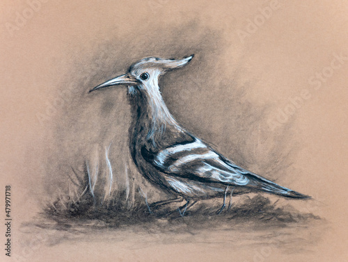 Eurasian Hoopoe drawing