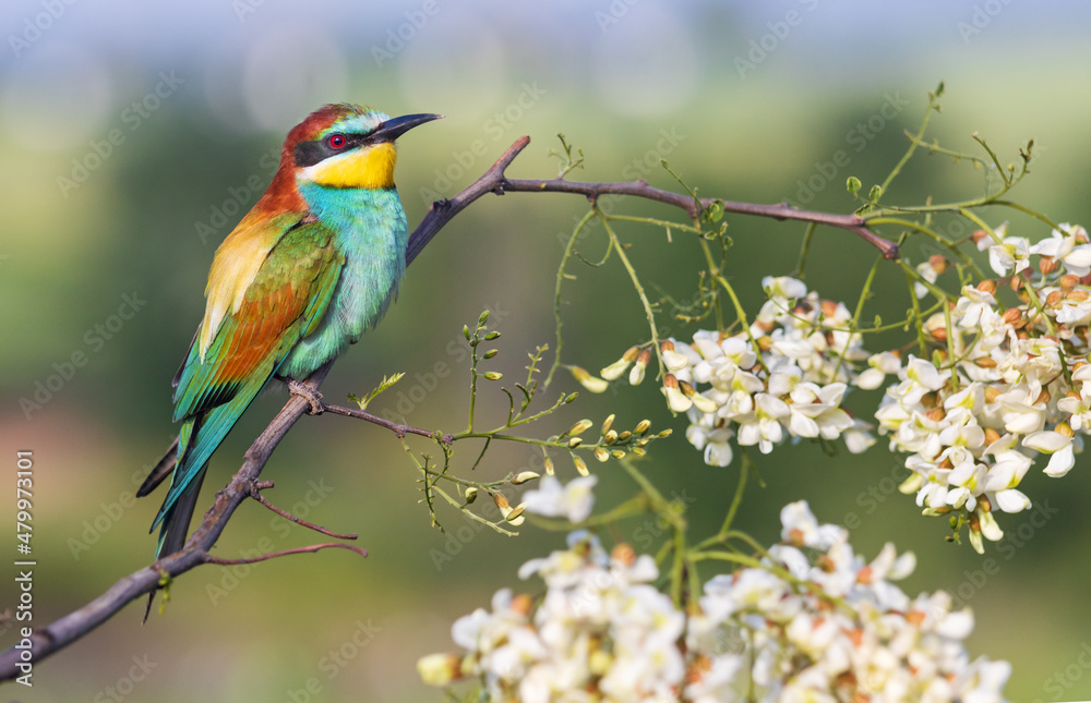 Fototapeta premium colorful bird in spring sits on a blossoming branch
