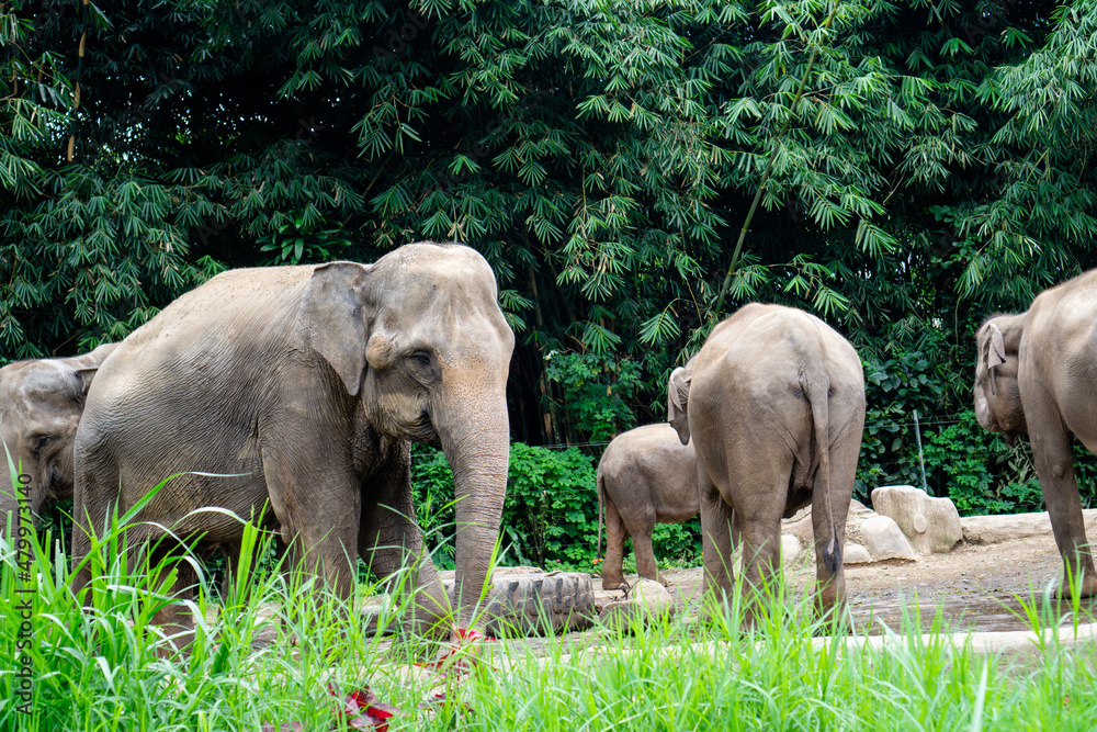 herd of elephants in the taman safari zoo, west java herd of elephants in the taman safari zoo, west java