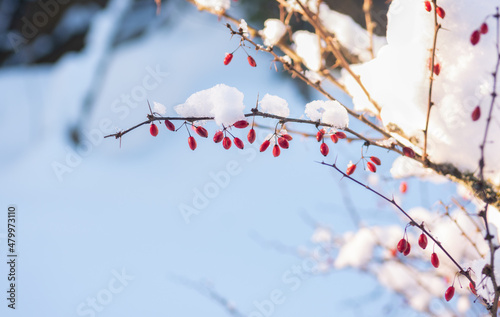 A branch of a decorative barberry bush with berries, sprinkled with snow and illuminated by the sun on a winter natural background. selective focus