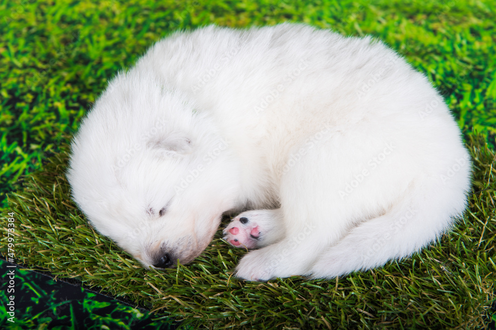White small Samoyed puppy dog on green grass background White small Samoyed puppy dog on green grass background