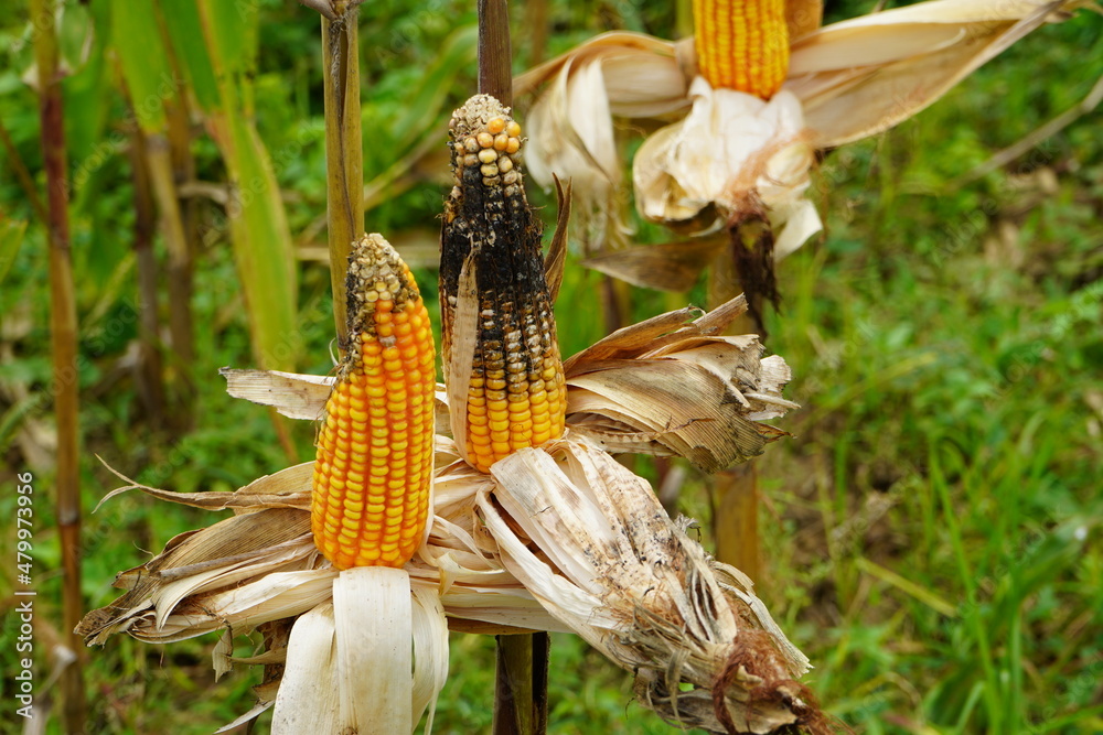 Moldy corn. View of corn with Ear Rot, damage commonly caused by insect
