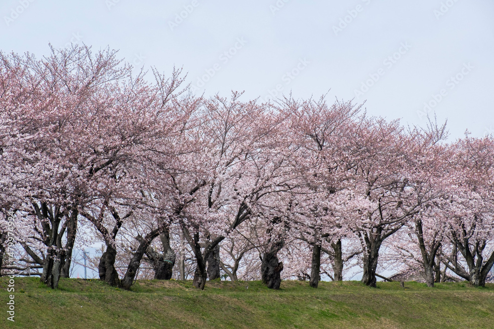 桜