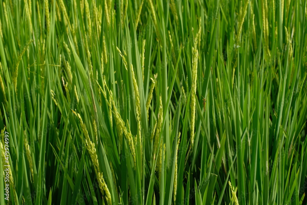 Rice plants that are ready to be harvested are marked with a yellow color of rice Rice plants that are ready to be harvested are marked with a yellow color of rice