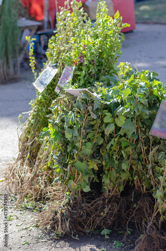 Farmer's fair of seedlings of bushes and trees.