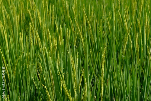 Rice plants that are ready to be harvested are marked with a yellow color of rice