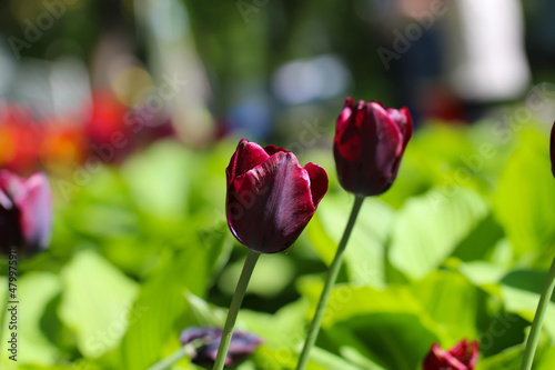 Colorful purple tulips blossom in spring