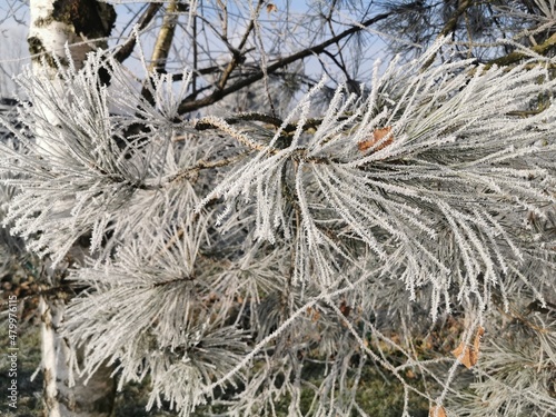 frost on branches of a tree