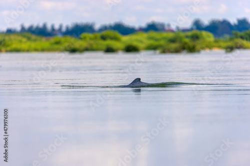 The Irrawaddy dolphin (Orcaella brevirostris) on the Mekong River, Cambodia