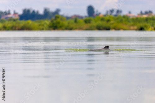 The Irrawaddy dolphin (Orcaella brevirostris) on the Mekong River, Cambodia photo