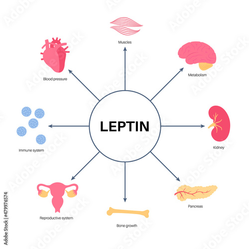 Hunger & appetite hormones photo