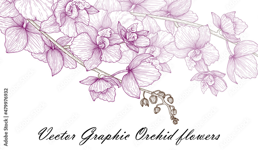 Vector illustration graphic linear sprig of pink orchid flowers