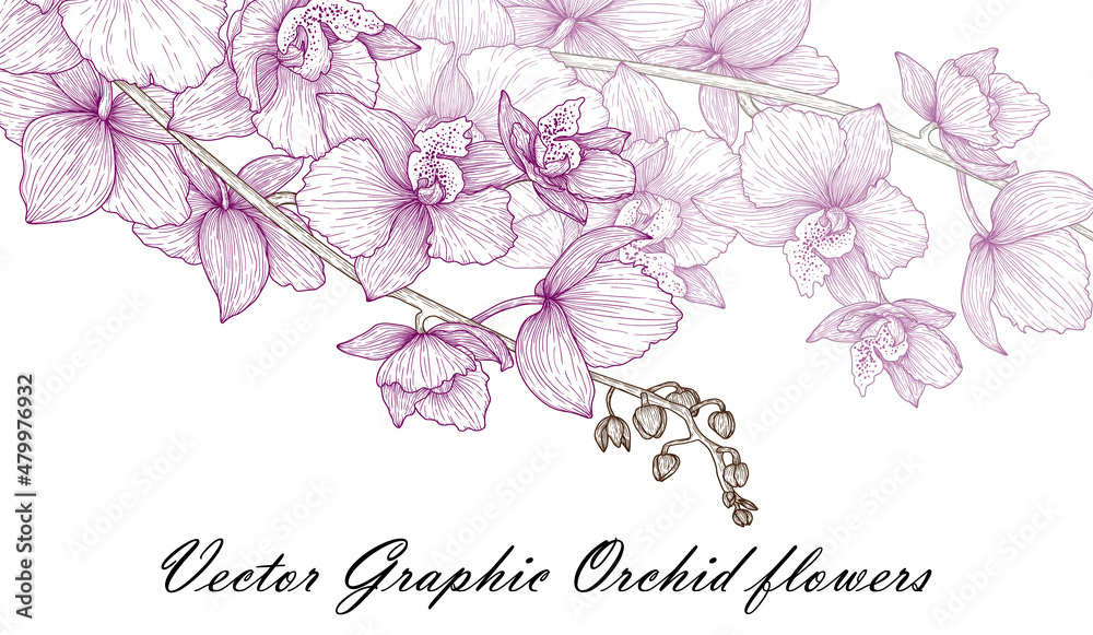 Vector illustration graphic linear sprig of pink orchid flowers Vector illustration graphic linear sprig of pink orchid flowers