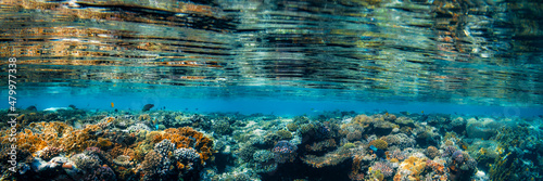 Underwater coral reef on the red sea photo