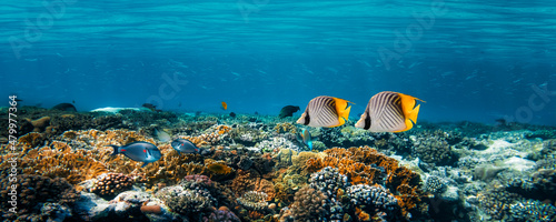 Underwater coral reef on the red sea photo