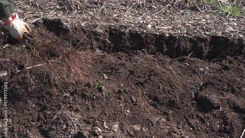 Wallpaper Mural Farmer digging the soil and pulling up vine plants. HD video. Torontodigital.ca