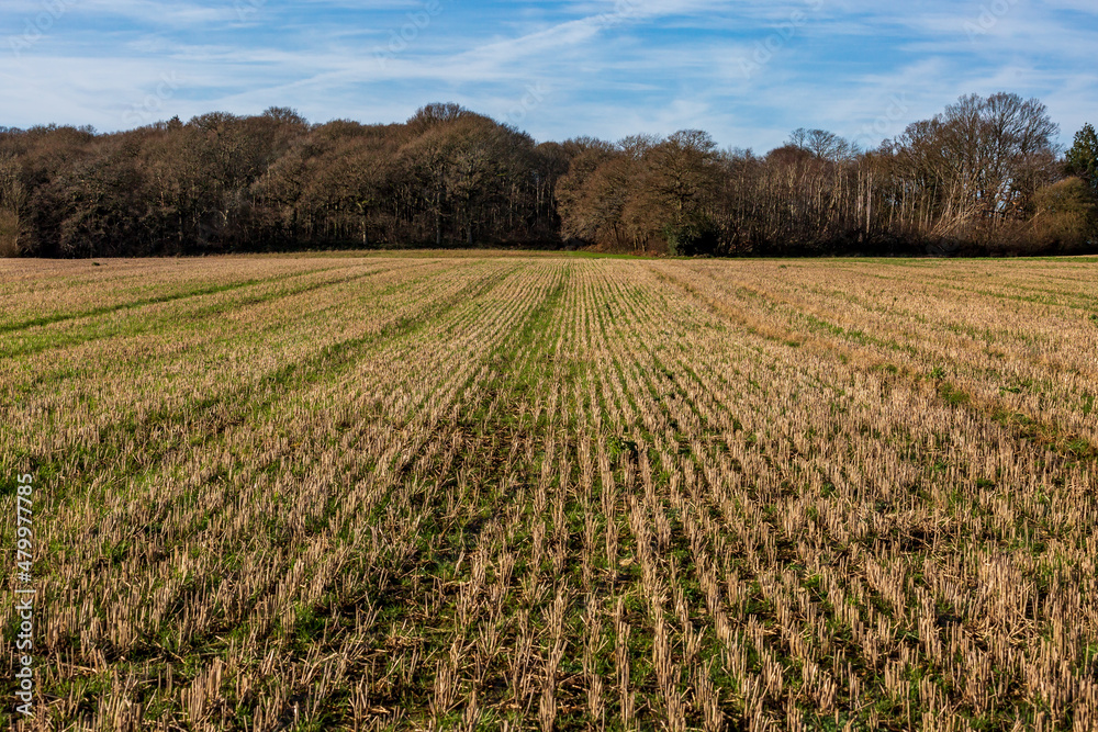 Looking across rows of cereal crop stubble in a field in Sussex, on a sunny winters day Looking across rows of cereal crop stubble in a field in Sussex, on a sunny winters day