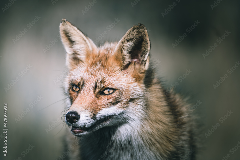 Fototapeta premium Foxes