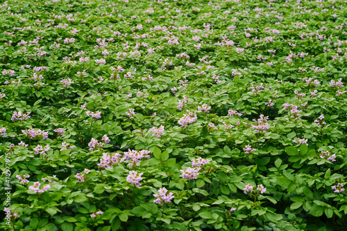 Fototapeta Naklejka Na Ścianę i Meble -  Potato field. Landscape with blooming potatoes. Potato plants with flowers growing in the field. Growing potatoes for food, natural product