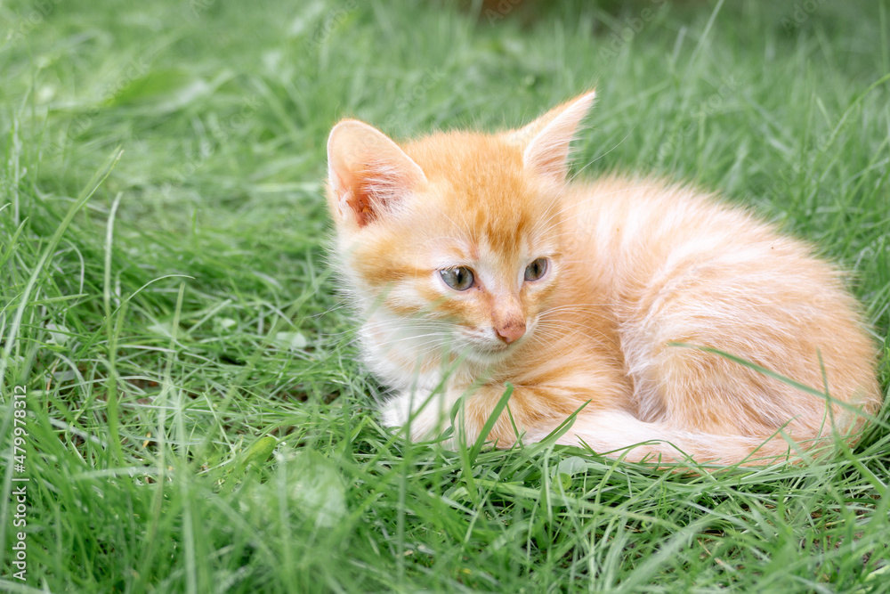 Little red kitten lies on the lawn in summer. Adorable cute pets.
