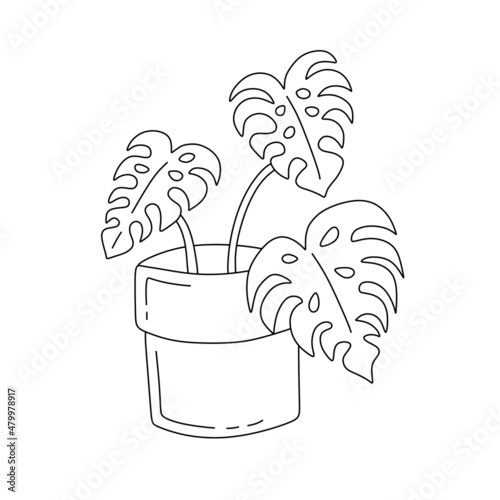 illustration of monstera