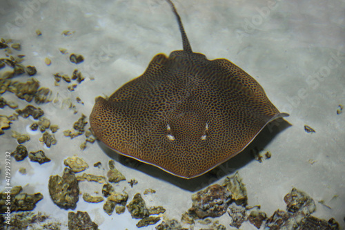 fish stingray blurred under water,  Leopard whipray (Himantura leoparda) in the pool  photo