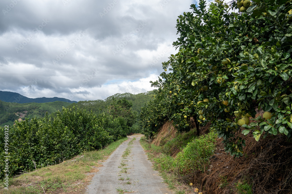 A road in the grapefruit orchard leads to the distance, next to a whole row of green grapefruit trees
