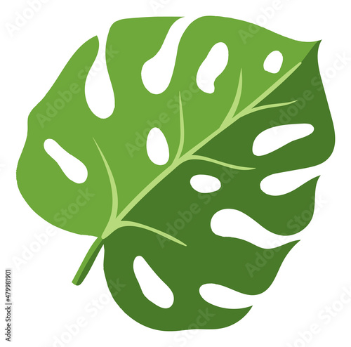 Exotic tropical plant leaf. Green summer foliage