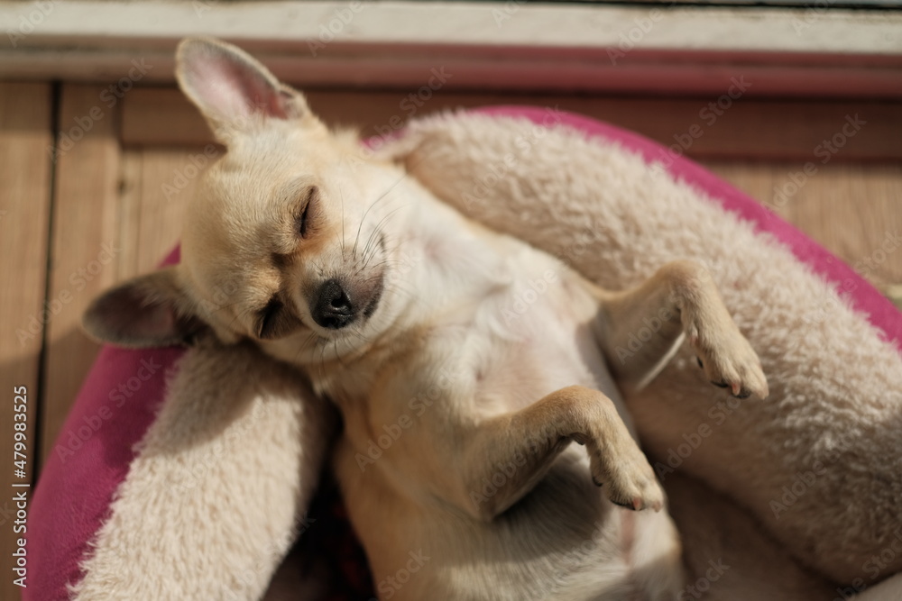 Closeup portrait of small funny beige mini chihuahua dog, puppy laying in her bed enjoying sun Closeup portrait of small funny beige mini chihuahua dog, puppy laying in her bed enjoying sun
