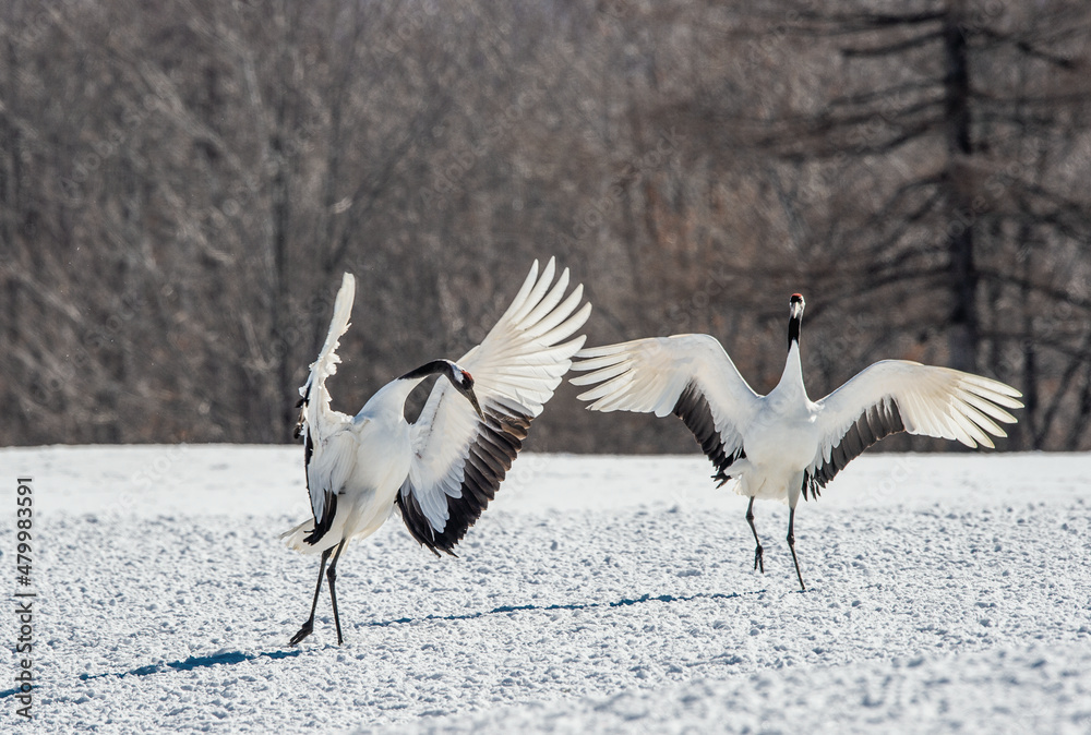 Dancing Cranes. The ritual marriage dance of cranes. The red-crowned crane. Scientific name: Grus japonensis, also called the Japanese crane or Manchurian crane, is a large East Asian Crane. Japan Dancing Cranes. The ritual marriage dance of cranes. The red-crowned crane. Scientific name: Grus japonensis, also called the Japanese crane or Manchurian crane, is a large East Asian Crane. Japan