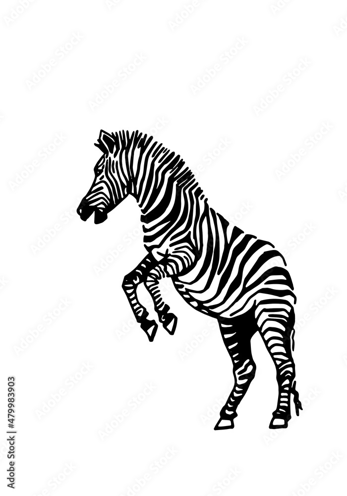 Fototapeta premium Vector zebra jumping, graphical illustration, savanna African animal