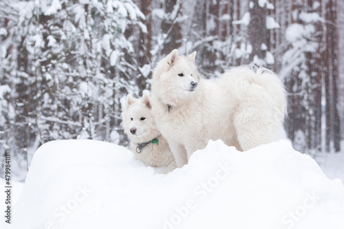 Two white fluffy Samoyed dog in a snow-covered winter forest in a snowdrift © София Дудова