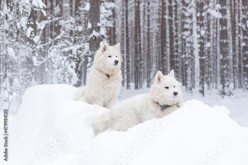 Two white fluffy Samoyed dog in a snow-covered winter forest in a snowdrift