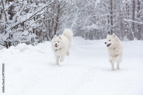 Two white fluffy Samoyed dogs run and frolic in the winter snow-covered forest