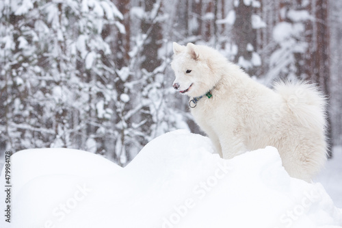 A white fluffy Samoyed dog in a snow-covered winter forest in a snowdrift