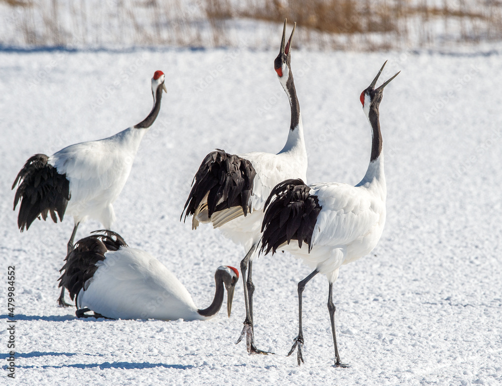 Fototapeta premium Dancing Cranes. The ritual marriage dance of cranes. The red-crowned crane. Scientific name: Grus japonensis, also called the Japanese crane or Manchurian crane, is a large East Asian Crane. Japan