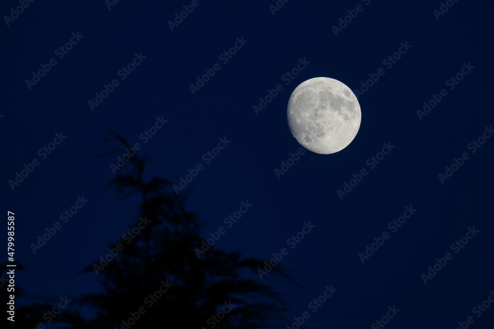 A full moon against a dark blue night sky and the silhouette of trees in the foreground