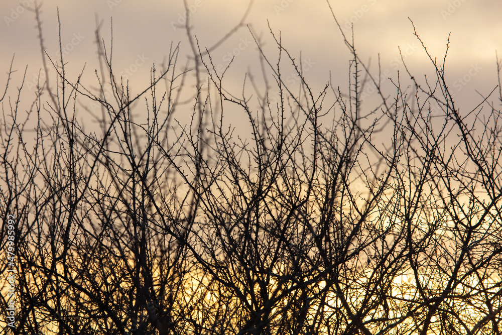 Bare branches of a tree in winter at dawn.