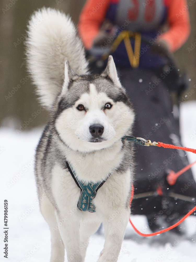 A gray siberian husky sled dog with a fluffy tail drives a sleigh in the snow in winter