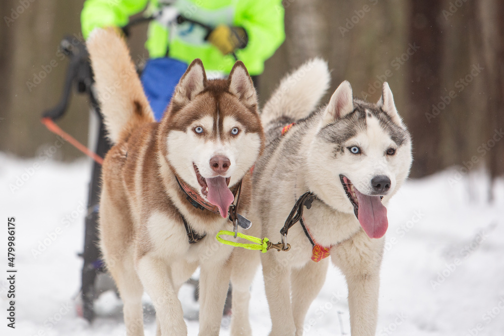 Two sled dogs, a red and a gray siberian husky, drive a sleigh together in the snow in winter