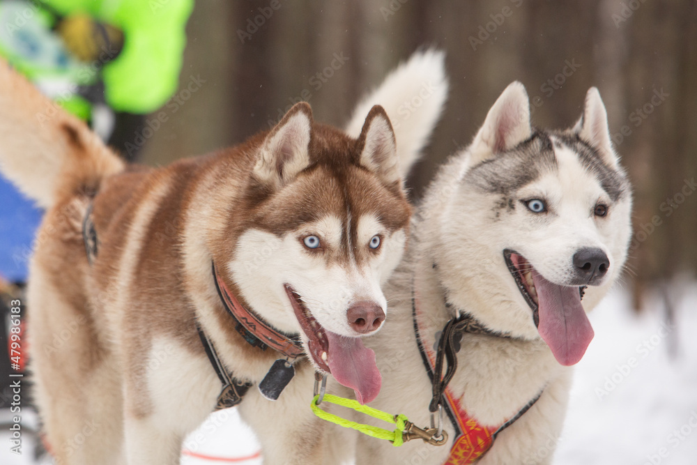 Two sled dogs, a red and a gray siberian husky, drive a sleigh together in the snow in winter Two sled dogs, a red and a gray siberian husky, drive a sleigh together in the snow in winter